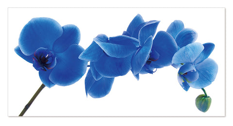 BLUE FLOWERS ON WHITE BACKGROUND - ART PRINT (1pc big)