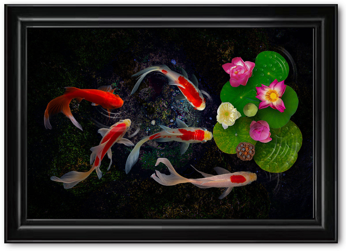 KOI FISH - BACKLIT ART PRINT (100cm H x 150cm W)