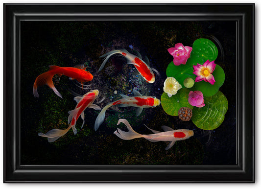 KOI FISH - BACKLIT ART PRINT (100cm H x 150cm W)