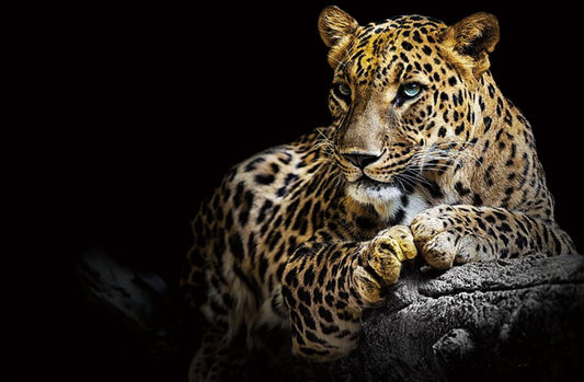 LEOPARD - ART PRINT