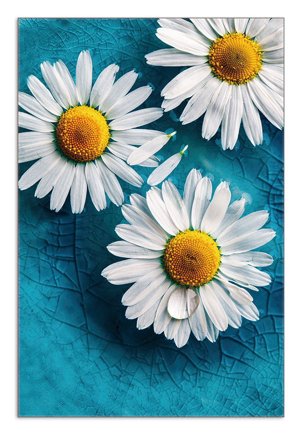 Daisy - Art Print
