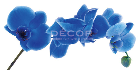 Blue Flower on White Background - Art Print (1pc)