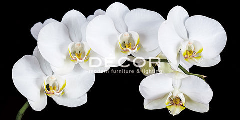 White Flowers on Black Background - Art Print